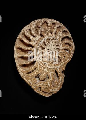 Section Ammonite, Collection des sciences naturelles – Paléontologie Banque D'Images