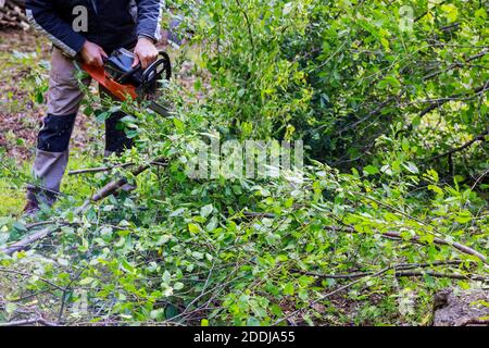 Tronçonneuse coupant dans un arbre déraciné, arraché par le vent lors d'une violente tempête Banque D'Images