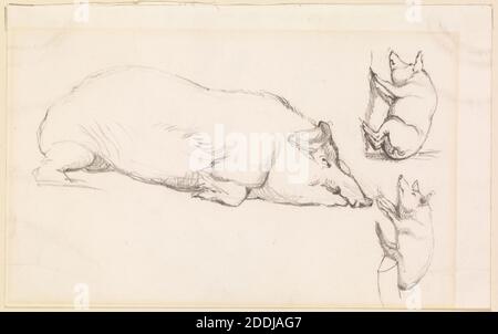 Trois études de cochons, 1857-58 par Frederick Sandys, crayon, esquisse, pré-Raphaelite, cochon Banque D'Images