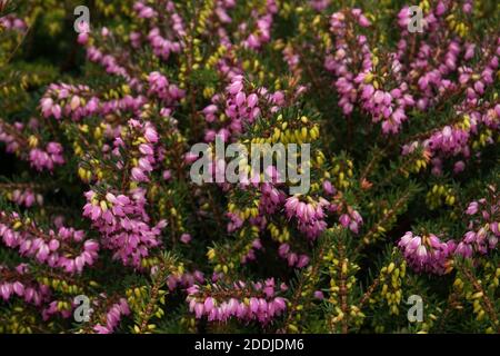 Rose Erica × darleyensis 'Furzey' ou ramer's Rote en fleur, automne dans un jardin anglais Banque D'Images