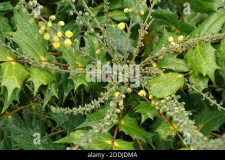 Fleurs jaunes sur le mahonia japonais. Automne dans un jardin anglais Banque D'Images