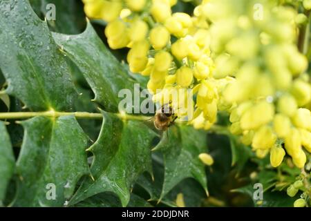 Fleurs jaunes sur le mahonia japonais. Automne dans un jardin anglais Banque D'Images