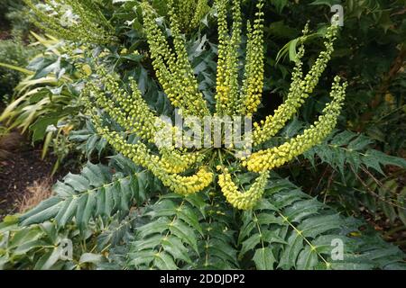 Fleurs jaunes sur le mahonia japonais. Automne dans un jardin anglais Banque D'Images