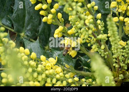 Fleurs jaunes sur le mahonia japonais. Automne dans un jardin anglais Banque D'Images