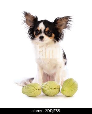 Chihuahua et Chayotte (Sechium edule) sur fond blanc Banque D'Images