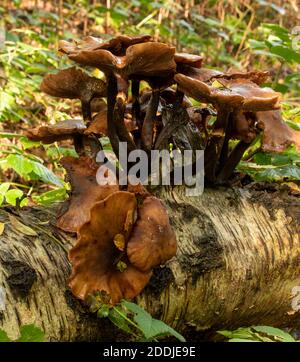 Champignons qui éclatent d'un tronc d'arbre de bouleau déchu, synonyme de mort, maladie, recyclage et renaissance Banque D'Images