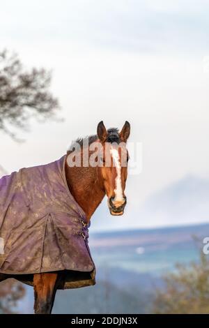 Un cheval de couleur châtaignier portant un tapis dans le Yorkshire, en Angleterre. Banque D'Images