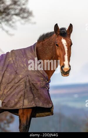 Un cheval de couleur châtaignier portant un tapis dans le Yorkshire, en Angleterre. Banque D'Images