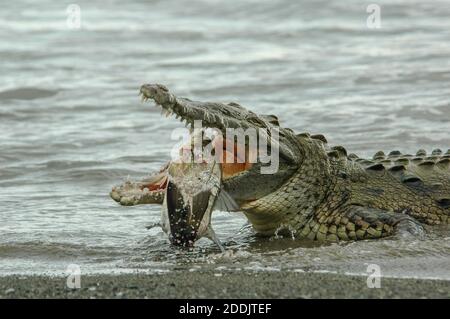 Un crocodile américain sauvage (Crocodylus acutus) au bord de l'océan et manger un snook noir dans le parc national du Corcovado au Costa Rica. Banque D'Images