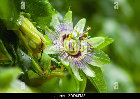 La fleur de passionflower - Passiflora - dont le fruit est le mburucuya. Banque D'Images