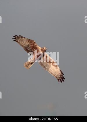 Harrier du marais de l'est (Circus spilonotus) en vol, réserve naturelle de Maï po Marshes, New Territories, Hong Kong 01 janv. 2020 Banque D'Images