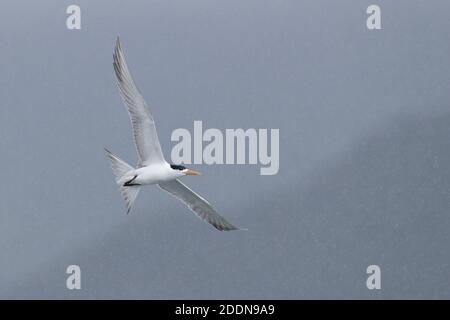 Grande Sterne de Crested (Thalasseus bergii), en vol, Port de Tolo, nouveaux Territoires, Hong Kong août 2020 Banque D'Images