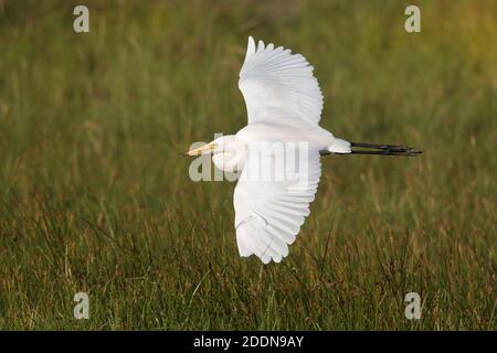 Egret intermédiaire (Ardea intermedia) en vol, réserve naturelle des marais de Mai po, nouveaux territoires, Hong Kong 12 nov 2020 Banque D'Images