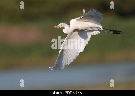 Egret intermédiaire (Ardea intermedia) en vol, réserve naturelle des marais de Mai po, nouveaux territoires, Hong Kong 12 nov 2020 Banque D'Images