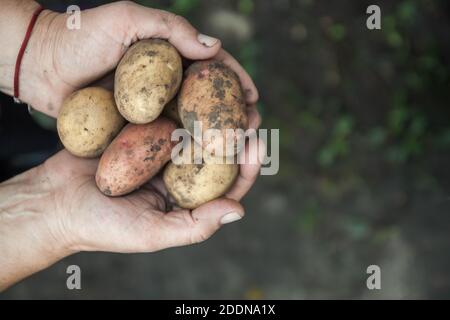 Assortiment de pommes de terre aux fruits sales, blanches et rouges, dans les mains des femmes, gros plan. Vue d'en haut. Copier l'espace Banque D'Images