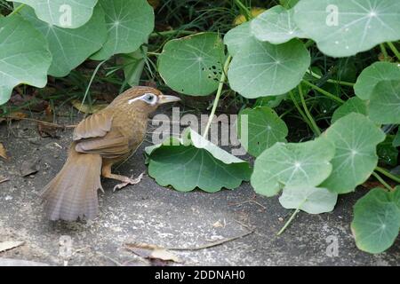 Chinois Hwamei (Garrulax canorus), seul oiseau fourrager parmi les naturtiums, Sheung Shui, nouveaux Territoires, Hong Kong, Chine 4th févr. 2019 Banque D'Images
