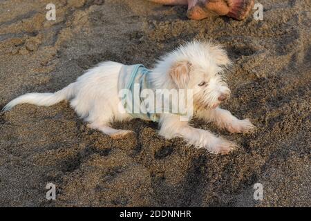 Un portrait d'un chiot à la plage dans le Après-midi à Bali Banque D'Images