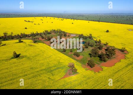 Culture de canola en pleine floraison dans le centre-ouest de la Nouvelle-Galles du Sud, en Australie. Banque D'Images