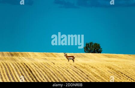 Un pronghorn se trouve dans un champ de chaume de blé dans le nord du Montana Banque D'Images