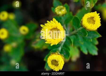 Chrysanthemums colorés fleurs fleurir dans une ferme . Jeunes fleurs jaunes avec feuilles vertes Banque D'Images