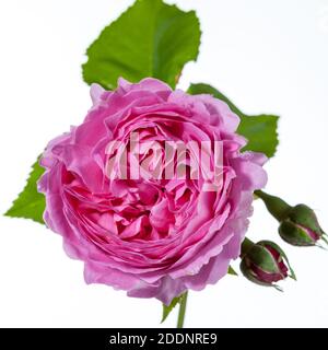 'La reine de Suède, Austiger' English Rose, fransk ros (Rosa) Banque D'Images