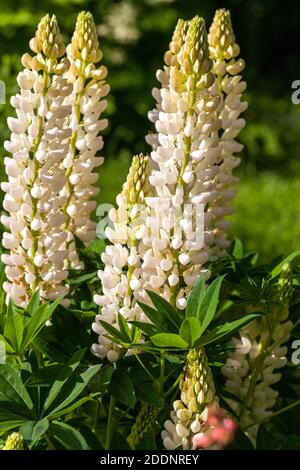 Lupin, Blomsterlupin (Lupinus polyphyllus) Banque D'Images