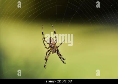 Araignée de croix de jardin (Araneus diadematus) en attente d'une proie au centre de sa toile. Banque D'Images