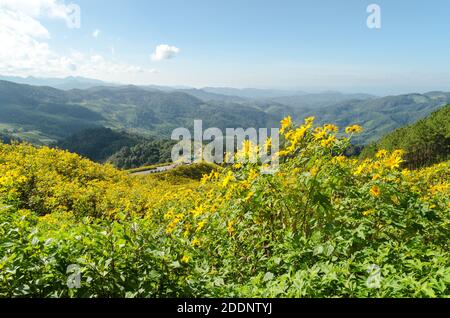 Tournesol mexicain ou Tung Bua Tong en langue thaï à Mae Hong son Thaïlande, fleur jaune sur la colline avec ciel bleu Banque D'Images