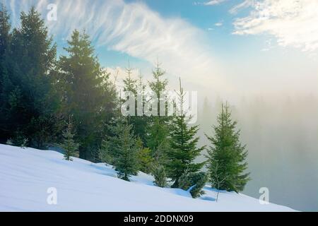 brouillard le matin d'hiver ensoleillé. épicéa au milieu de la brume brillante. paysage magnifique en montagne. collines couvertes de neige. temps froid gelé Banque D'Images