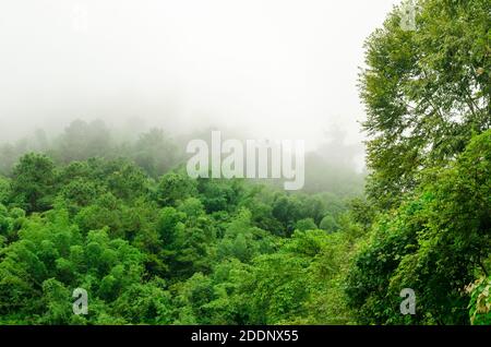 Brouillard sur la forêt tropicale en saison des pluies, Thaïlande Banque D'Images