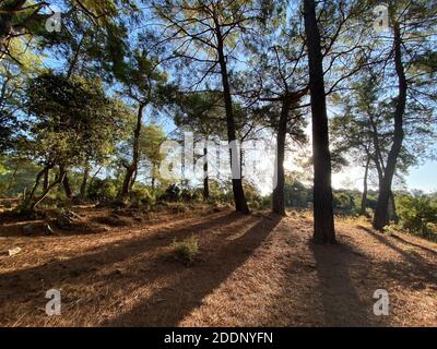 De grands arbres sains et cultivés dans une forêt avec des feuilles de vert vif et de longs corps au sommet de la haute montagne. Forêt verte sur le dessus Banque D'Images