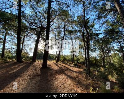 De grands arbres sains et cultivés dans une forêt avec des feuilles de vert vif et de longs corps au sommet de la haute montagne. Forêt verte sur le dessus Banque D'Images