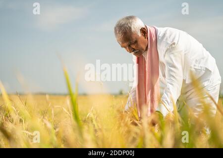 Agriculteur occupé à travailler sur le paddy champ pendant la chaude journée ensoleillée - mode de vie rural de l'Inde pendant la saison de récolte. Banque D'Images