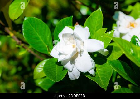 Cape Jasmine,Gardenia jasminoides J. Ellis famille des Rubiaceae Banque D'Images