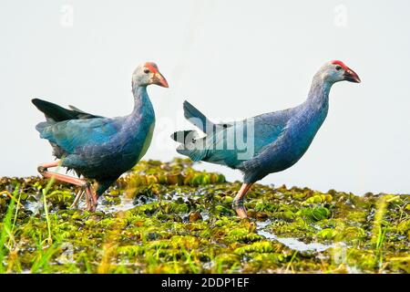 Swamphen à tête grise (Swamphen violet)(Porphyrio poliocephalus) au bord de l'eau, Goa, Inde. Banque D'Images