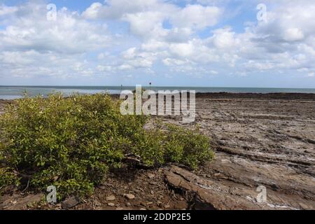 Petit arbre qui pousse sur les rochers de la baie Banque D'Images