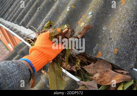 Un homme portant des gants nettoie une gouttière bloquée fixée au toit en amiante en retirant les feuilles, les débris, la saleté et la mousse tombés pour éviter la gouttière du toit Banque D'Images