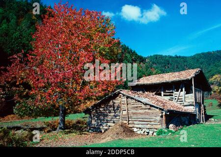 Couleurs d'automne et ancienne ferme en bois ruiné à Yedigoler National Parc Bolu Turquie Banque D'Images