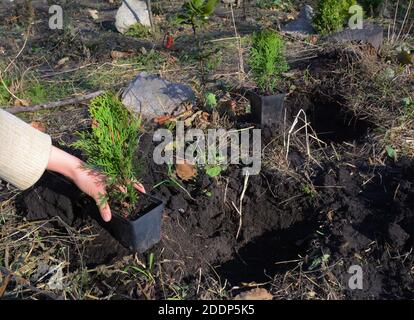 Un jardinier plante des jeunes Thuja occidentalis Smaragd ou Emerald Green, des jeunes arbres d'Amérique des pots dans le sol dans le lit de fleurs, arrière-cour du Banque D'Images