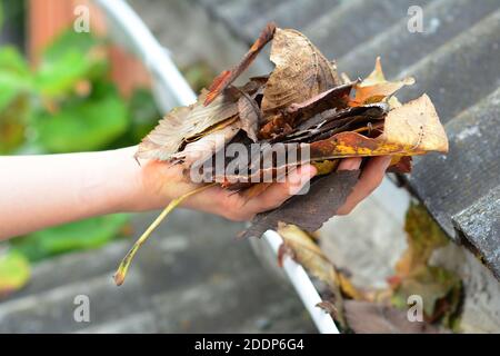 Entretien des gouttières : un homme retire les feuilles d'une gouttière bloquée pour garder les gouttières propres et éviter d'endommager le toit et les gouttières. Banque D'Images