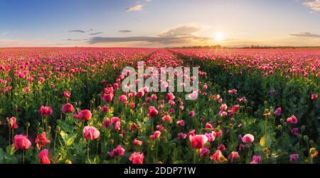 Prairie de pavot dans la belle lumière du soleil du soir Banque D'Images