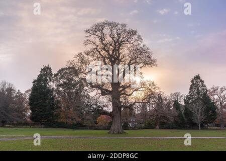 Grand chêne anglais ancien (Quercus robur) sans feuillage laissé à Burley en automne dans le parc national de New Forest, Hampshire, Angleterre, Royaume-Uni Banque D'Images