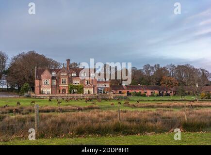 Burley Manor - un restaurant et un hôtel dans le parc national de New Forest du village de Burley avec des déers qui bissent à l'extérieur, Hampshire, Angleterre, Royaume-Uni Banque D'Images