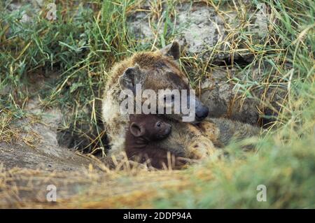 Spotted Hyena, crocuta crocuta, Femme avec Cub à l'entrée de Den, Parc Masai Mara au Kenya Banque D'Images