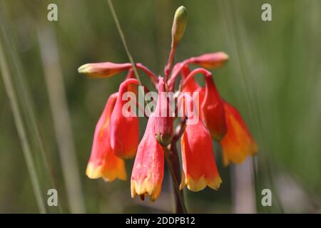 Blandfordia nobilis, communément connu sous le nom de cloches de Noël ou galigalbudyari en langage cadigal, est une plante à fleurs endémique de la Nouvelle-Galles du Sud. C'est un Banque D'Images