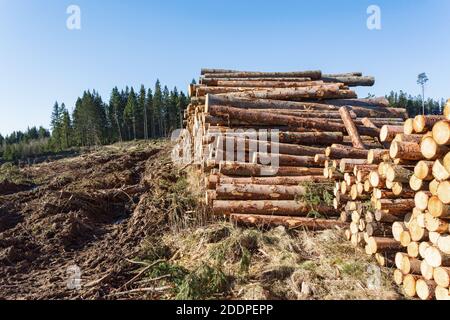 Dommages au véhicule dans le sol à un dépôt de bois dans la forêt Banque D'Images