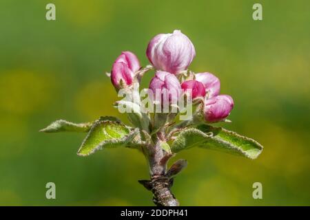 pommier (Malus domestica), pommier en fleur, boutons de fleurs, Allemagne, Bade-Wurtemberg Banque D'Images
