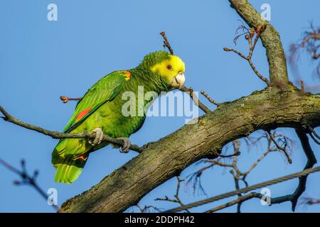 amazone à tête jaune, perroquet à tête jaune, amazone à tête jaune double (Amazona oratrix), perchée sur une branche, Allemagne, Bade-Wurtemberg Banque D'Images
