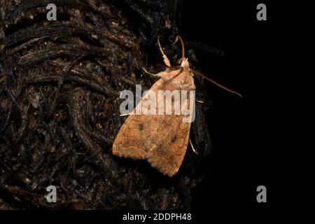 Le Brick (Agrochola circellaris, Sunira circellaris, Phalaena circellaris), à la corde d'appât, vue dorsale, Allemagne, Rhénanie-du-Nord-Westphalie Banque D'Images