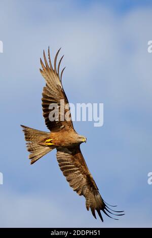 Cerf-volant noir, cerf-volant jaune (Milvus migrans), en vol, Allemagne, Mecklenburg-Poméranie occidentale, Feldberger Seenlandschaft Banque D'Images